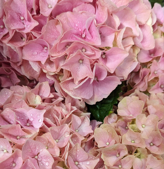 Hydrangea | Pink | Outdoor Plants