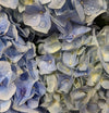Hydrangea | Blue