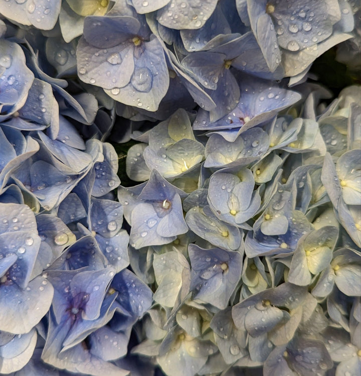 Hydrangea | Blue