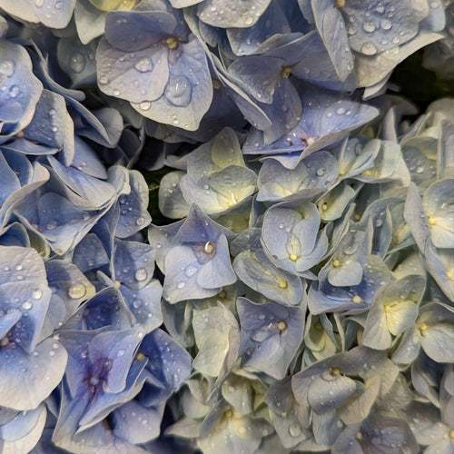 Hydrangea | Blue