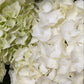 Hydrangea | White
