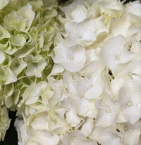 Hydrangea | White
