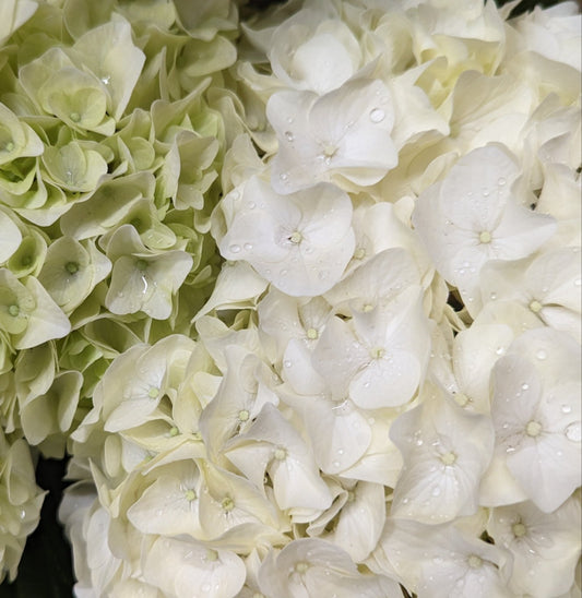 Hydrangea | White | Outdoor Plants