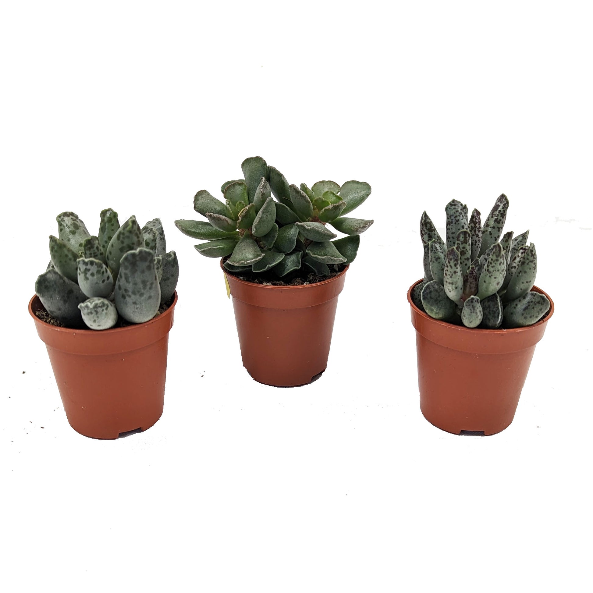 Crinkle Leaf Plants | Mystery Box