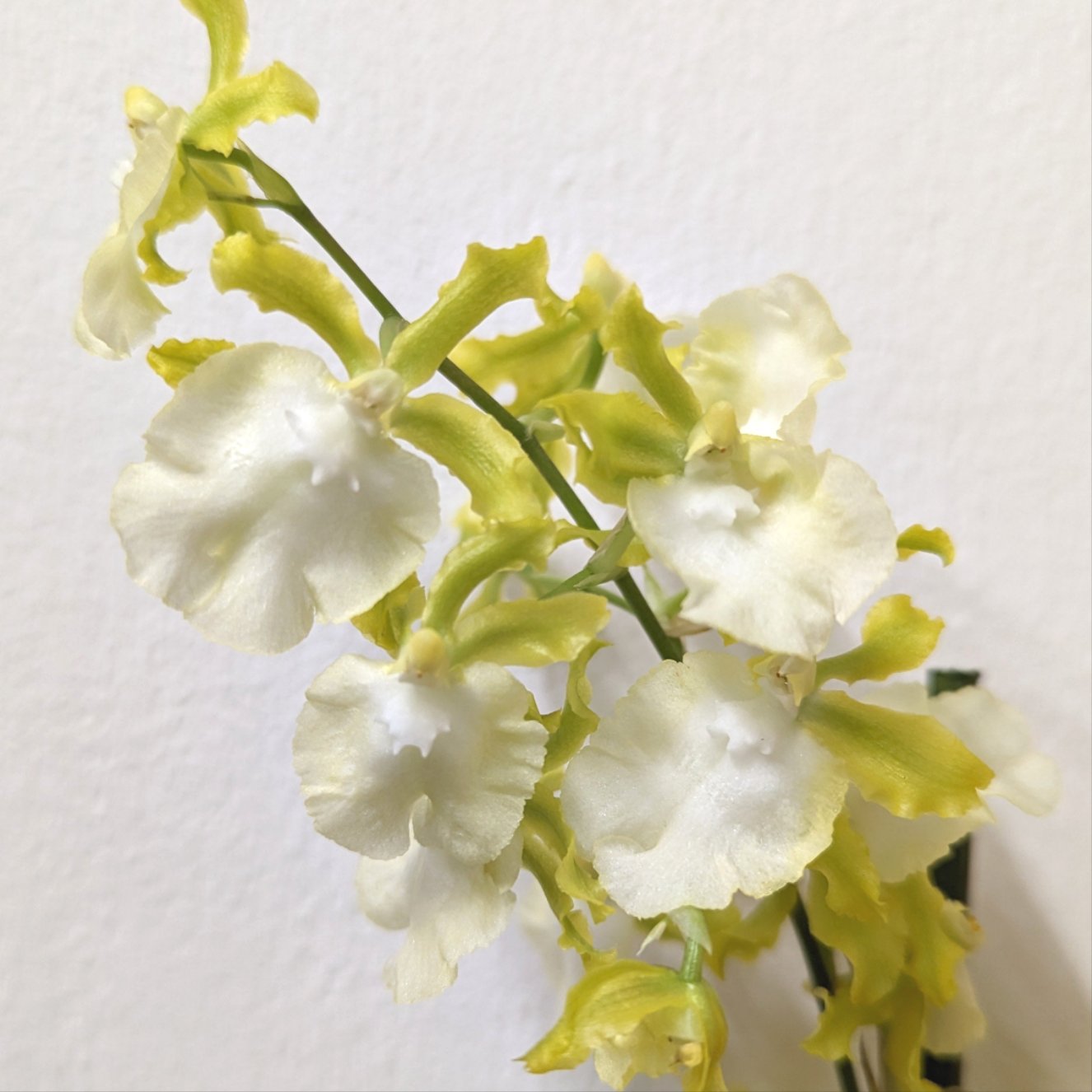 Cambria Orchid |  Zesty Lime
