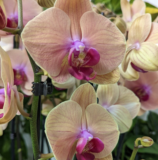Phalaenopsis Orchid | Peach Melba