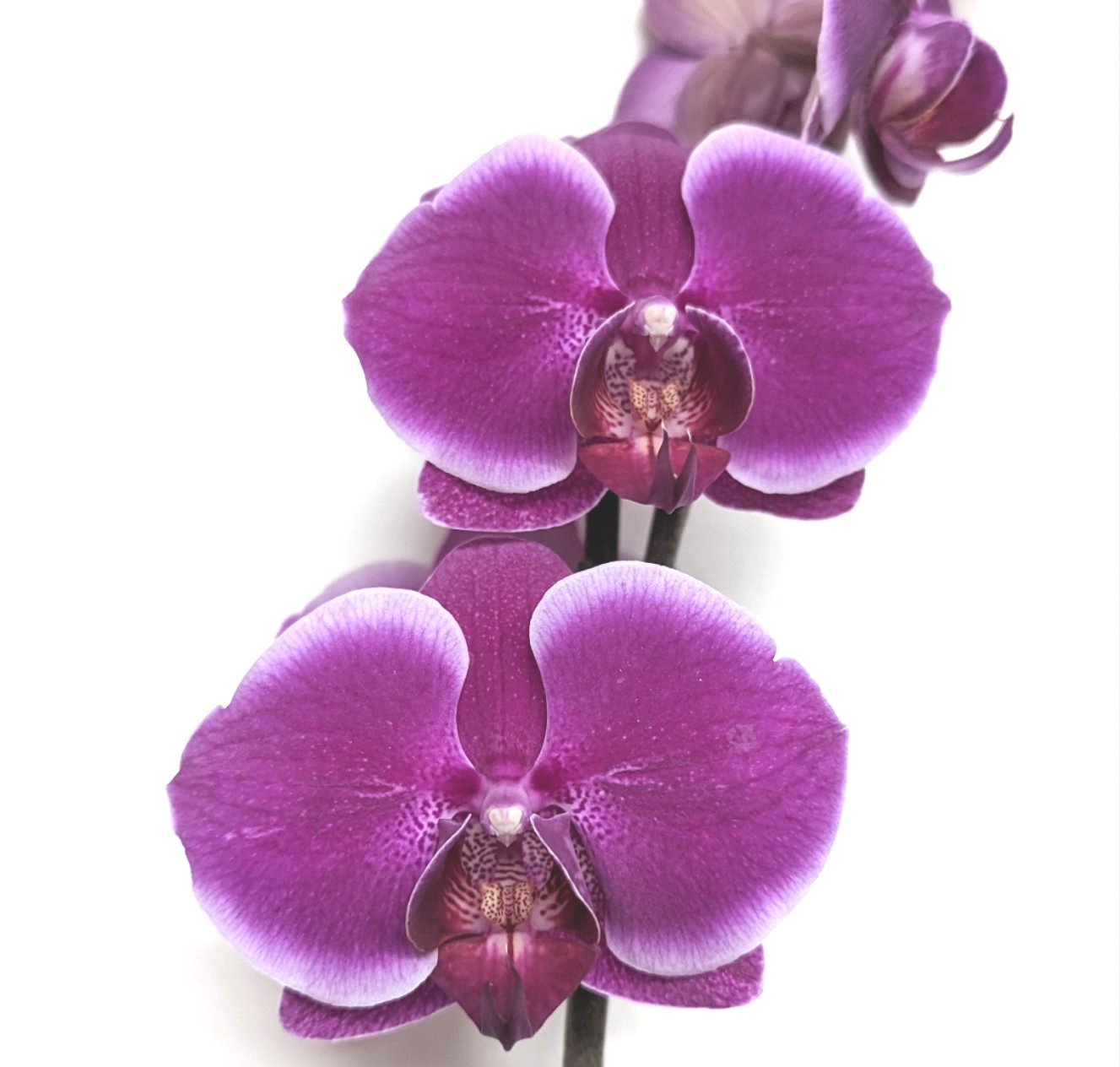 Phalaenopsis Orchid | Latino