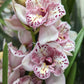Cymbidium Orchid | Various Colours