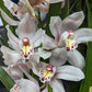Cymbidium Orchid | Various Colours