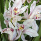 Cymbidium Orchid | Various Colours