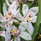 Cymbidium Orchid | Various Colours