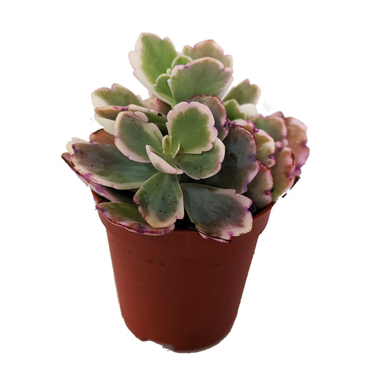 Variegated Lavender Scallops