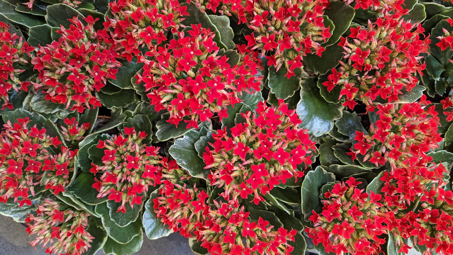 Kalanchoe | Aurora Variegata