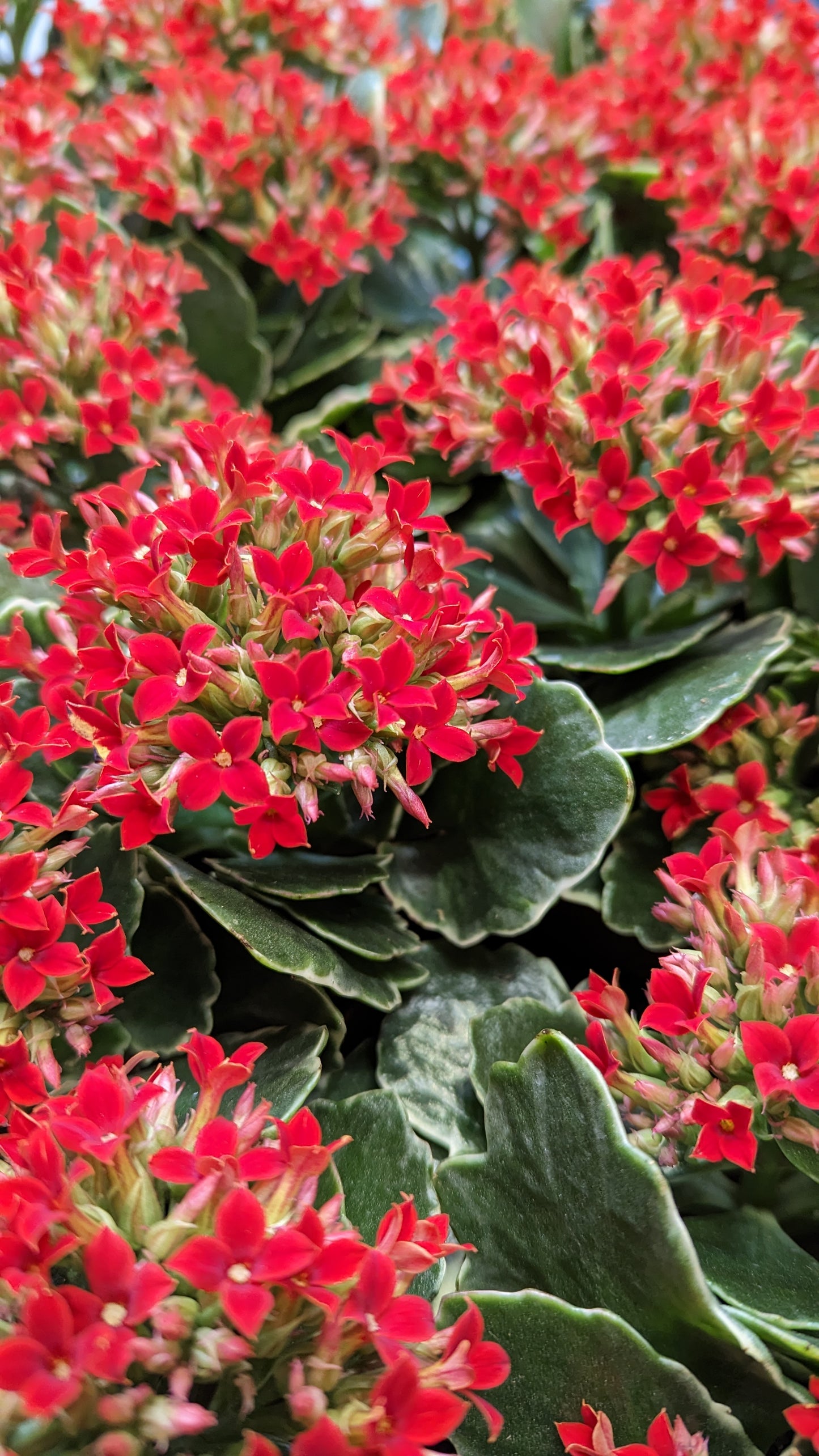 Kalanchoe | Aurora Variegata