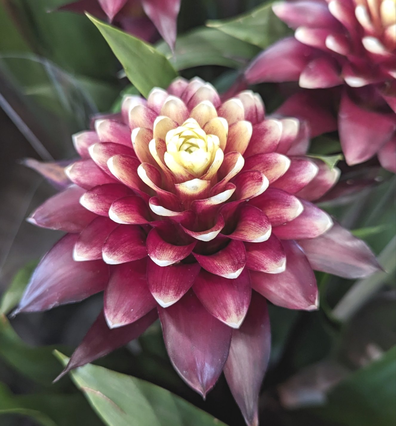 Bromeliad | Rich Francesca