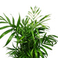 Variegated Parlour Palm | Albo | Hard To Find