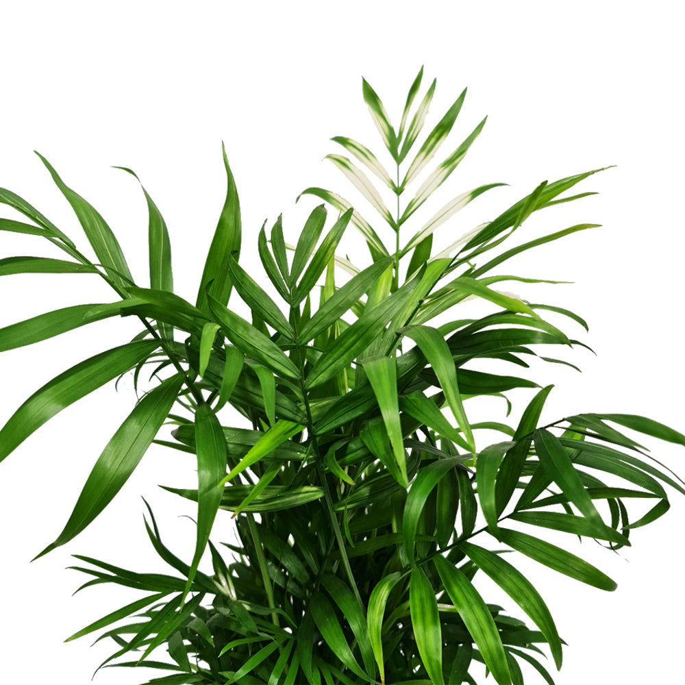 Variegated Parlour Palm | Albo | Hard To Find