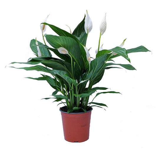 Peace Lily | Bingo Cupido | Air Purifying Plants