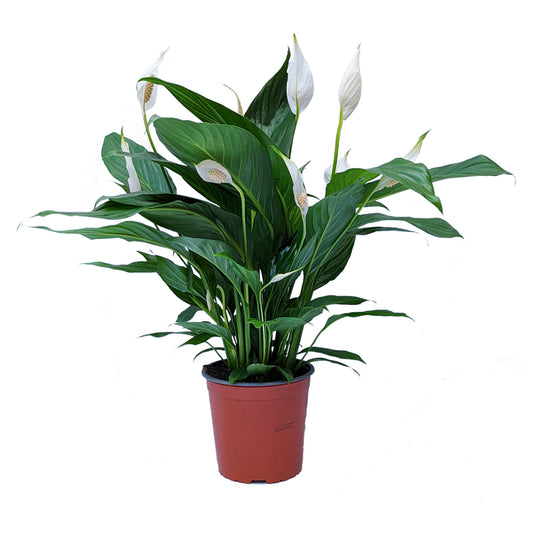 Peace Lily | Bingo Cupido | Potted Houseplants