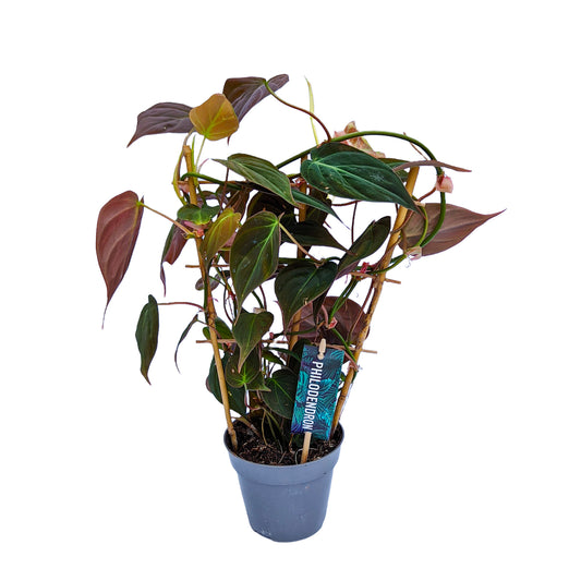Red Philo | Velvet Micans | Potted Houseplants