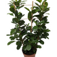 Laurel Fig | Moclame