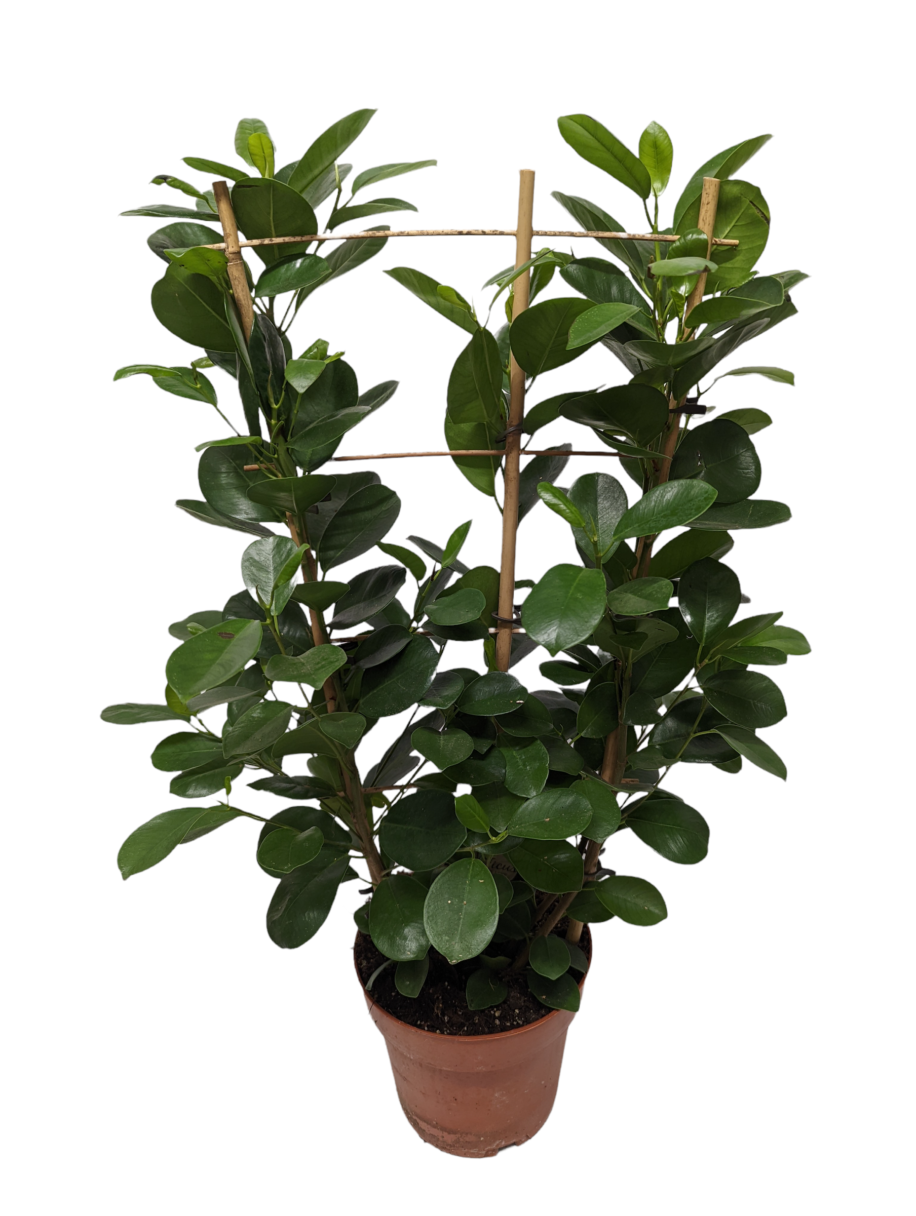 Laurel Fig | Moclame