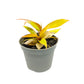 Philo | Prince Of Orange | Rare Plant