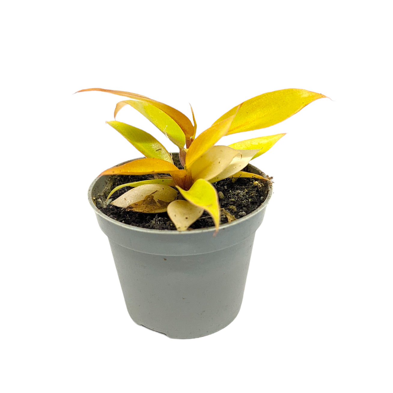 Philo | Prince Of Orange | Rare Plant