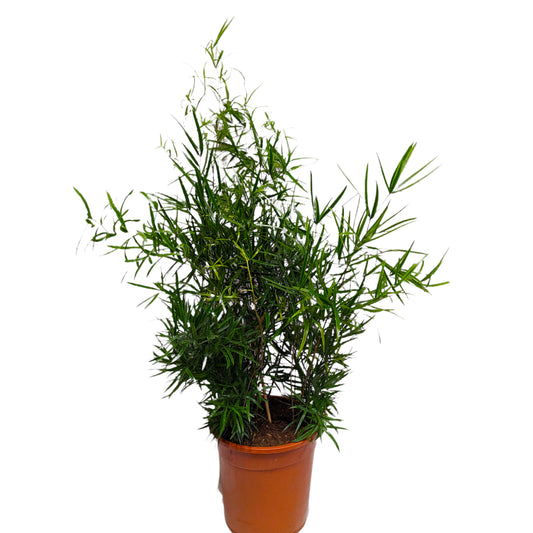 Sicklethorn | Asparagus Fern | Products