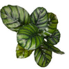 Prayer Plant Fasciata