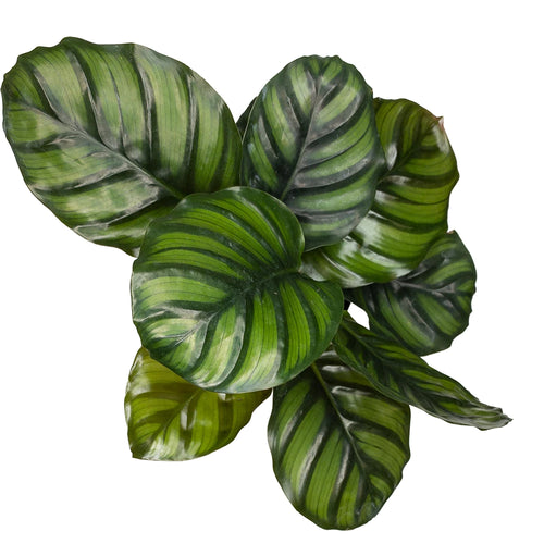 Prayer Plant | Fasciata | Hard To Find