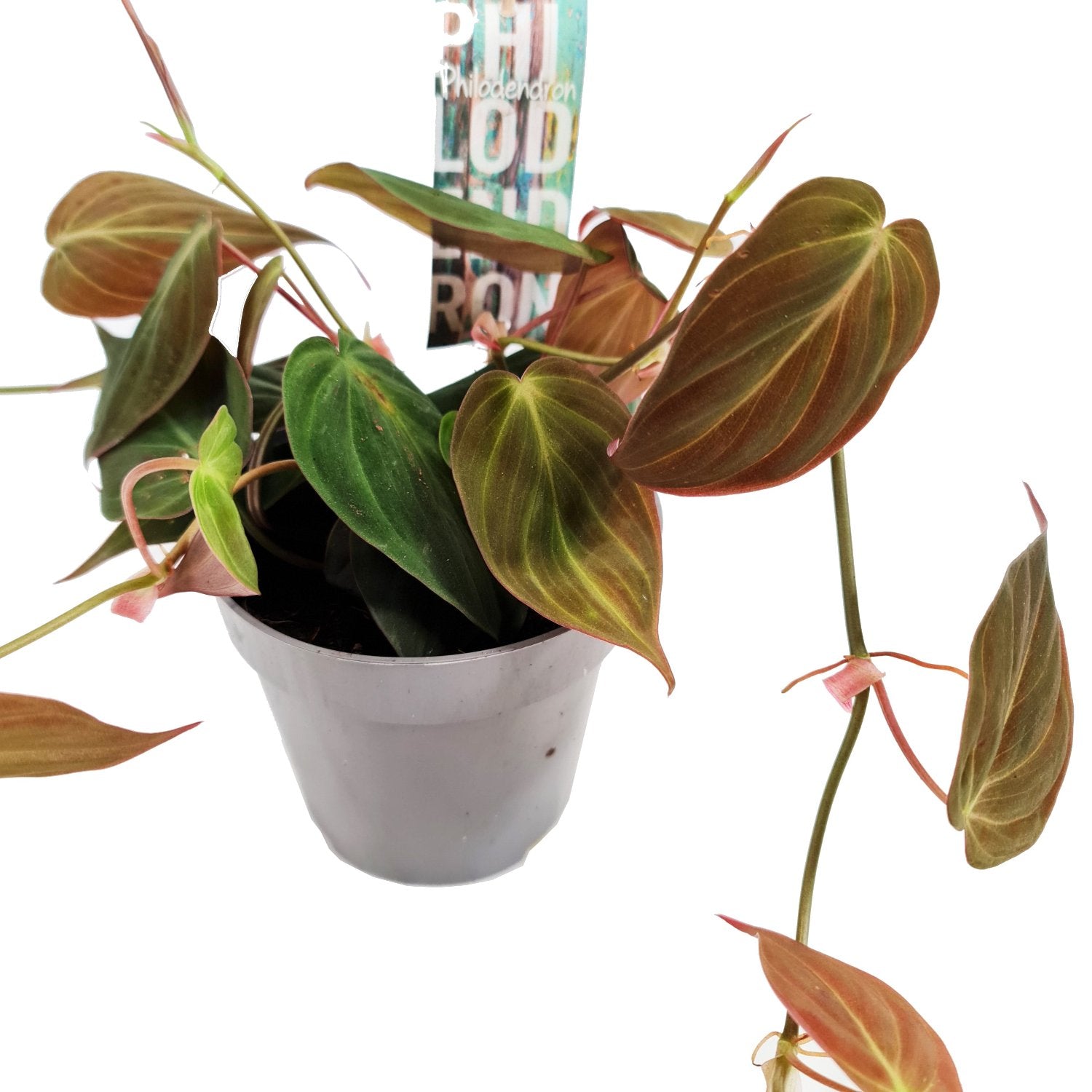 red velvet philodendron Red Philo