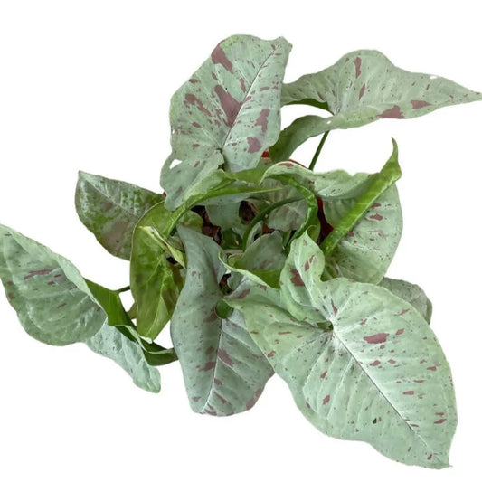 Arrowhead Vine | Milk Confetti | Rare Plant | Indoor Plant
