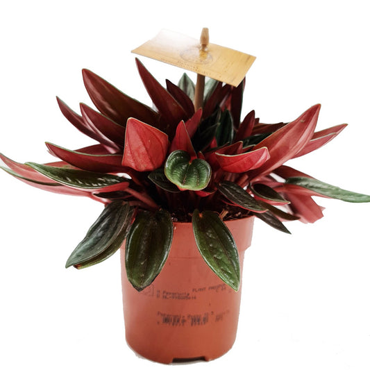 Radiator Plant | Rosso | Potted Houseplants