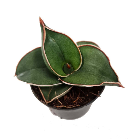 Snake Plant | Samurai Dwarf | Rare Plant | Potted Houseplants