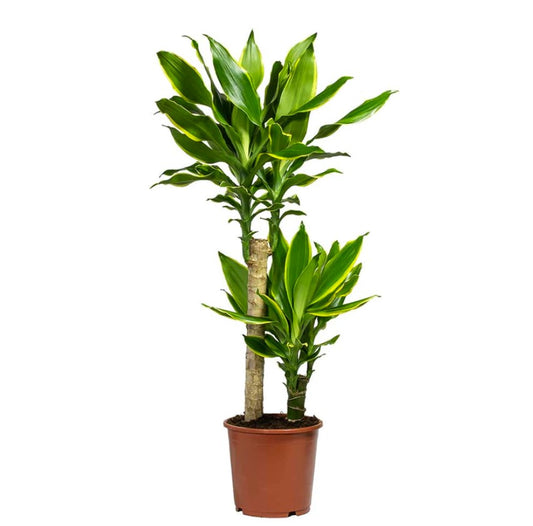 Palm | Gold Coast | Potted Houseplants