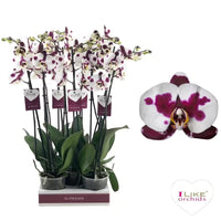 Phalaenopsis Orchid | Polka Dots