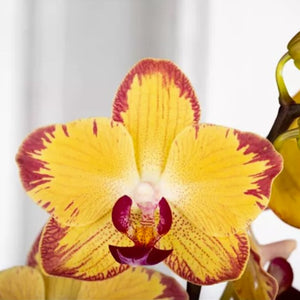 Phalaenopsis Orchid | Papagayo - Indoor Plant
