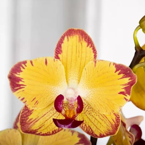 Phalaenopsis Orchid | Papagayo