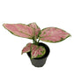 Chinese Evergreen | Red Zirkon