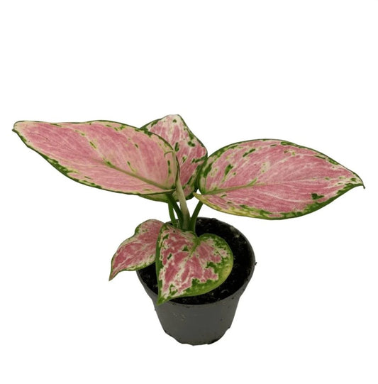 Chinese Evergreen | Red Zirkon | Potted Houseplants
