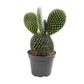 Bunny Ears Cactus