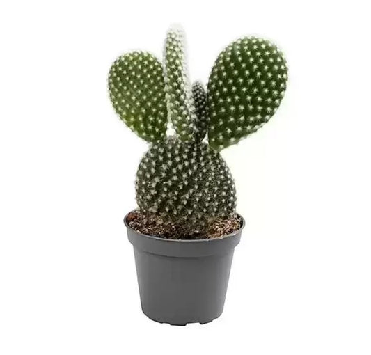 Bunny Ears Cactus | Potted Houseplants