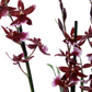 Cambria Orchid |  Barrocco Red