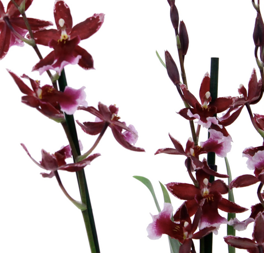 Cambria Orchid |  Barrocco Red | Potted Houseplants