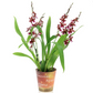 Cambria Orchid |  Barrocco Red