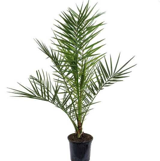 Date Palm | Potted Houseplants