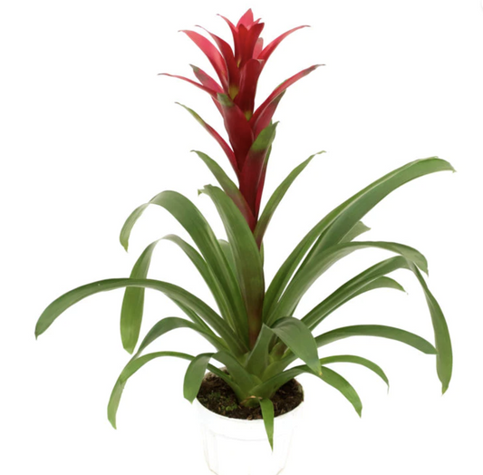 Bromeliad | Guzmania | Switch | Air Purifying Plants