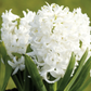 Scented Hyacinths | White Pearl