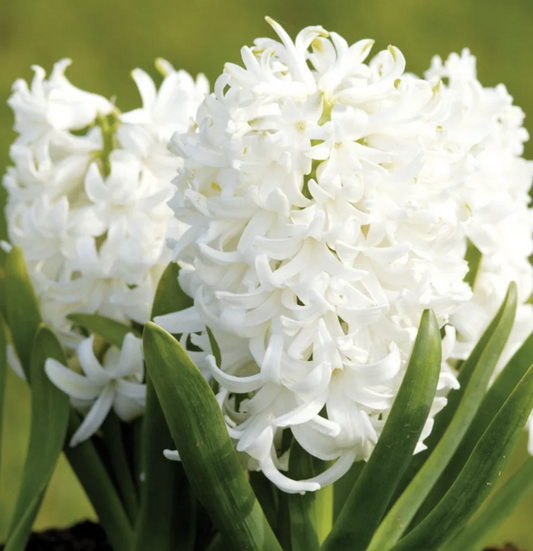 Scented Hyacinths | White Pearl | Potted Houseplants